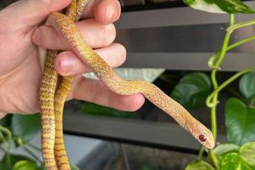 Snakes kaufen und verkaufen Photo: Ptyas mucosa, Drymarchon melanurus rubidus Snakes kaufen und verkaufen Photo: Ptyas mucosa, Drymarchon melanurus rubidus