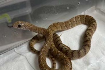 Snakes kaufen und verkaufen Photo: Mucosa, rubidus, baroni cb2024 Snakes kaufen und verkaufen Photo: Mucosa, rubidus, baroni cb2024