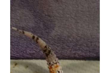 Geckos kaufen und verkaufen Photo: Leopardgeckos suchen neuen Futterspender
