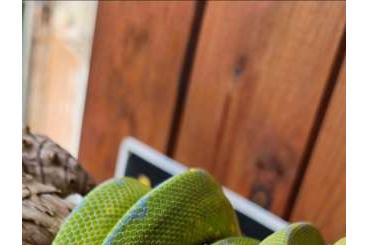 Snakes kaufen und verkaufen Photo: 0.1 Morelia viridis sorong