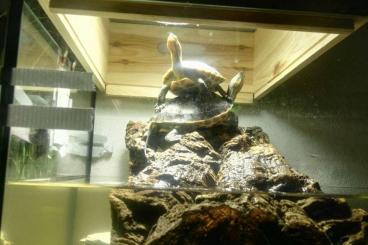Schildkröten  kaufen und verkaufen Foto: Wasserschildkröten, 2weibliche chinesische Dreikielschildkröten