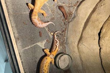 Geckos kaufen und verkaufen Photo: Leopardgeckos 1.1.(m/w) Albinos 