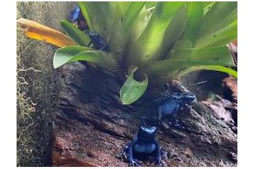 Poison dart frogs kaufen und verkaufen Photo: Dendrobates Tinctorius Azureus Nachzuchten 
