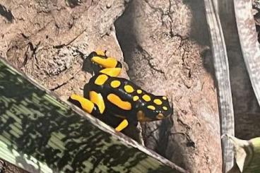 Poison dart frogs kaufen und verkaufen Photo: 0,1,x Histrionica Bahia Solano Poison dart frogs kaufen und verkaufen Photo: 0,1,x Histrionica Bahia Solano