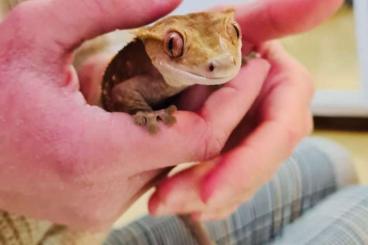 Geckos kaufen und verkaufen Photo: Kronengecko (Männchen 5 Jahre alt) abzugeben 