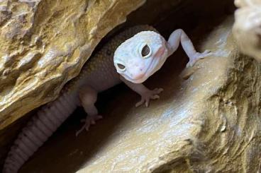 Geckos kaufen und verkaufen Photo: Leopardgeckos suchen neues zu Hause 