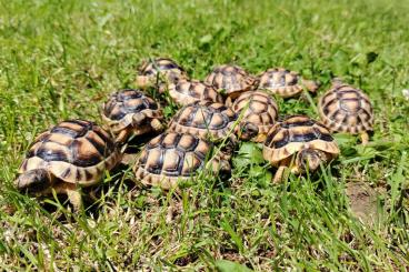 Landschildkröten kaufen und verkaufen Foto: Testudo marginata NZ 2020 und 2021 abzugeben