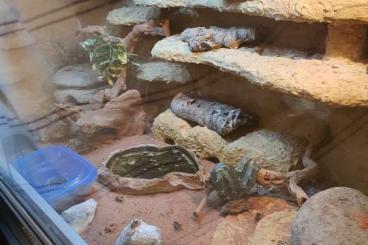 Geckos kaufen und verkaufen Photo: Leopardgeckos und Terrarium super schön