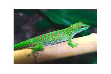 Lizards kaufen und verkaufen Photo: Großer Madagaskar Taggecko Phelsuma Grandis Nachzuchten High Red