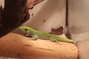 Geckos kaufen und verkaufen Foto: Großer Madagaskar Taggecko  Nachzuchten zu verkaufen High Red