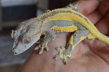 Geckos kaufen und verkaufen Photo: Zuchtaufgabe Kronengeckos Geckos kaufen und verkaufen Photo: Zuchtaufgabe Kronengeckos