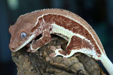 Geckos kaufen und verkaufen Photo: 1.0 Kronengecko Phantom Lilly White NZ 2024 Geckos kaufen und verkaufen Photo: 1.0 Kronengecko Phantom Lilly White NZ 2024