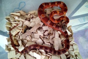 Nattern ungiftige  kaufen und verkaufen Foto: Kornnattern Pied Sided Bloodred NZ 21