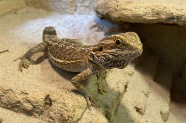 Bearded dragons kaufen und verkaufen Photo: Bartagam „Harry“ sucht eine neue Familie