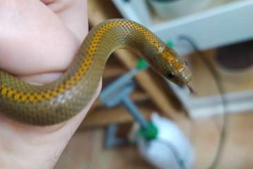 Snakes kaufen und verkaufen Photo: Lamprophis Aurora Aurora housesnake hausschlange
