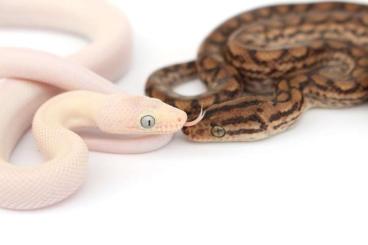 Boas kaufen und verkaufen Foto: Epicrates Maurus Blue eyed Lucy Regenbogenboa leuzist Leucistic Boas kaufen und verkaufen Foto: Epicrates Maurus Blue eyed Lucy Regenbogenboa leuzist Leucistic