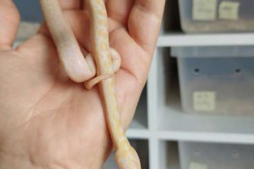 Boas kaufen und verkaufen Photo: Epicrates Maurus Albinos Braune Regenbogenboa Boas kaufen und verkaufen Photo: Epicrates Maurus Albinos Braune Regenbogenboa
