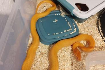 Colubrids kaufen und verkaufen Photo: Boaedon fuluginosus Adult breeding groups Hausschlange Housesnake Colubrids kaufen und verkaufen Photo: Boaedon fuluginosus Adult breeding groups Hausschlange Housesnake