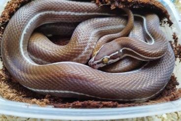 Colubrids kaufen und verkaufen Photo: Boaedon linieatus tanzanian Striped housesnake Colubrids kaufen und verkaufen Photo: Boaedon linieatus tanzanian Striped housesnake