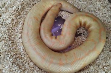 Boas kaufen und verkaufen Photo: Eryx colubrinus sandboa Albino anery Striped Boas kaufen und verkaufen Photo: Eryx colubrinus sandboa Albino anery Striped