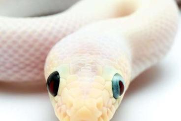 Boas kaufen und verkaufen Photo: Epicrates Maurus Black and blue eyed leucistic RARE Regenbogenboa Boas kaufen und verkaufen Photo: Epicrates Maurus Black and blue eyed leucistic RARE Regenbogenboa