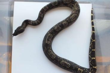 Boas kaufen und verkaufen Foto: Boa constrictor imperator IMG