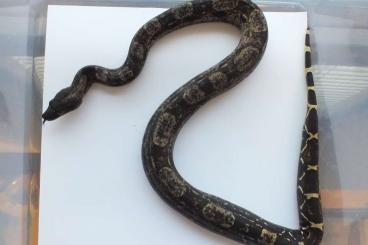 Schlangen kaufen und verkaufen Foto: Boa constrictor imperator IMG