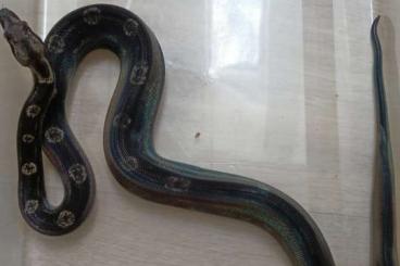 Boas kaufen und verkaufen Foto: Boa constrictor imperator - IMG