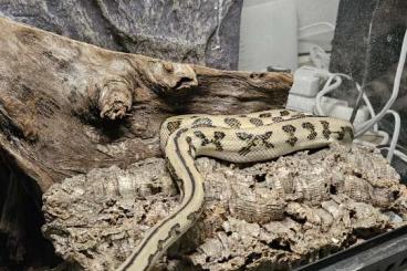 Pythons kaufen und verkaufen Foto: Morelia spilota variegeta abzugeben