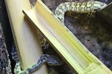 Pythons kaufen und verkaufen Foto: Morelia spilota variegeta caramel het axanthic