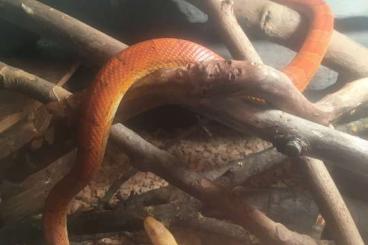 Snakes kaufen und verkaufen Photo: Sunkissed Weibchen abzugeben 