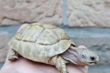 Tortoises kaufen und verkaufen Photo: Marginata albinos t+ 7 a 12 cm