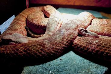 Schlangen kaufen und verkaufen Foto: Daboia (Macrovipera deserti) Libya 