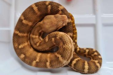 Snakes kaufen und verkaufen Photo: Cerastes gasperettii,Macrovipera (Daboia deserti)
