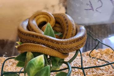 Schlangen kaufen und verkaufen Foto: Zamenis lineatus, Lampropeltis alterna 
