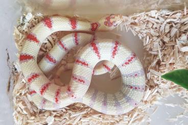 Schlangen kaufen und verkaufen Foto: Alterna,holbrooki, rhombomaculata, Bitis, Cerastes, Crotalus Schlangen kaufen und verkaufen Foto: Alterna,holbrooki, rhombomaculata, Bitis, Cerastes, Crotalus