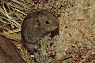 Exotic mammals kaufen und verkaufen Photo: Steppenlemminge (auch ganze Familie) gesucht