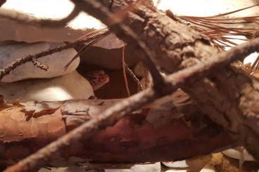 Geckos kaufen und verkaufen Foto: Leopardgeckos m/w abzugeben