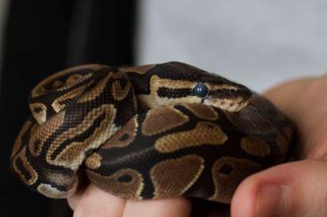 Ball Pythons kaufen und verkaufen Photo: Königspython, ca. 2 Jahre alt zu verkaufen 