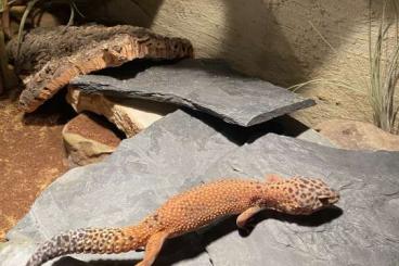 Geckos kaufen und verkaufen Photo: Leopardgecko "Giant" - Weibchen