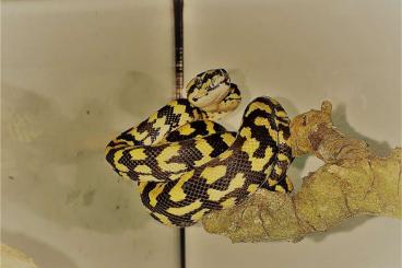 Pythons kaufen und verkaufen Foto: 1.1 Morelia Spilota Cheynei