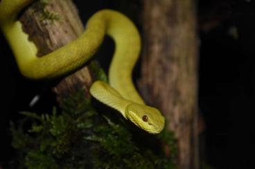 Venomous snakes kaufen und verkaufen Photo: Search Trimeresurus insularis & honsonensis