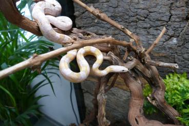 Schlangen kaufen und verkaufen Foto: Kornnatter | Natter sucht ein neues schönes Zuhause 