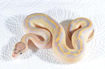 Königspythons kaufen und verkaufen Foto: Adulte regius Zuchtmänner für die laufende Saison verfügbar Königspythons kaufen und verkaufen Foto: Adulte regius Zuchtmänner für die laufende Saison verfügbar