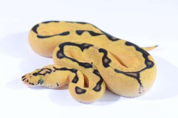 Königspythons kaufen und verkaufen Foto: 0.1 Enchi Pastel Blaze Super Blade Clown pos Fire, SUBADULT!!! Königspythons kaufen und verkaufen Foto: 0.1 Enchi Pastel Blaze Super Blade Clown pos Fire, SUBADULT!!!