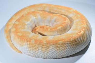 Königspythons kaufen und verkaufen Foto: Super Special Super Enchi Projekt 3.0 in zuchtbereit verfügbar. Königspythons kaufen und verkaufen Foto: Super Special Super Enchi Projekt 3.0 in zuchtbereit verfügbar.