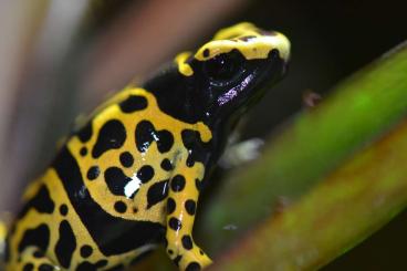 Pfeilgiftfrösche kaufen und verkaufen Foto: Suche/Biete/Tausch Dendrobates leucomelas Bolivar Zuchtmännchen! Pfeilgiftfrösche kaufen und verkaufen Foto: Suche/Biete/Tausch Dendrobates leucomelas Bolivar Zuchtmännchen!
