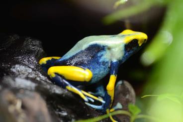 Pfeilgiftfrösche kaufen und verkaufen Foto: Dendrobates tinctorius Tumucumaque Pfeilgiftfrösche kaufen und verkaufen Foto: Dendrobates tinctorius Tumucumaque