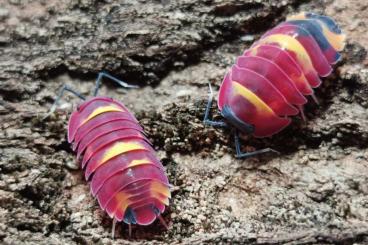 Insekten kaufen und verkaufen Foto: Assel Starter-Paket, Totales Ü-Ei, für Anfänger geeignet, Cubaris Insekten kaufen und verkaufen Foto: Assel Starter-Paket, Totales Ü-Ei, für Anfänger geeignet, Cubaris