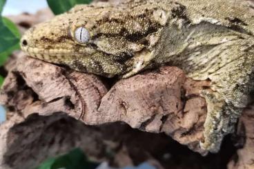 Geckos kaufen und verkaufen Foto: R. Leachianus Bayonnaise - Male Geckos kaufen und verkaufen Foto: R. Leachianus Bayonnaise - Male